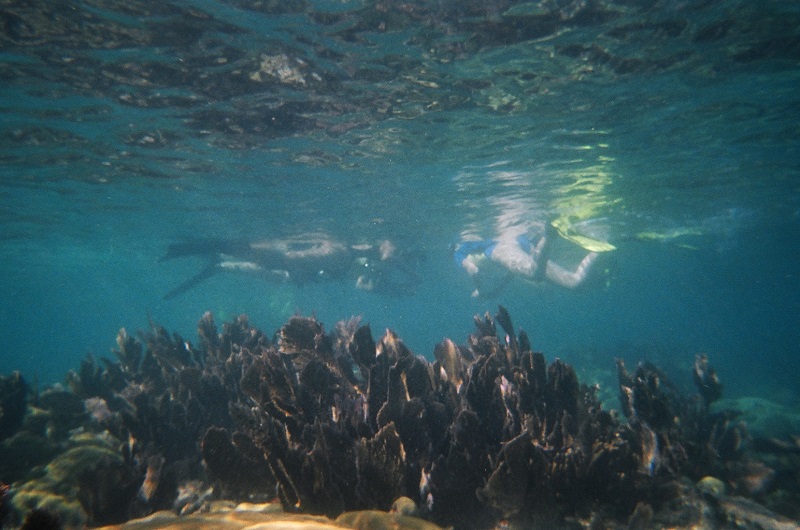 Snorkeling the Reef in Key West