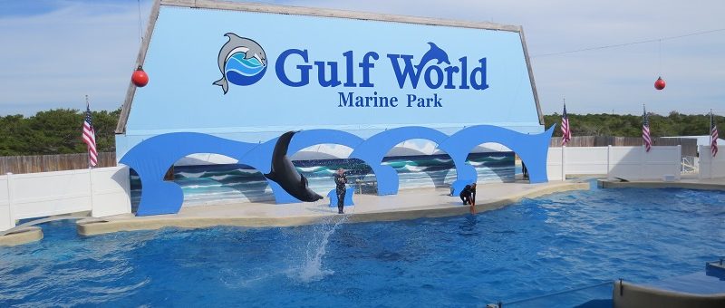 dolphin show at gulf world