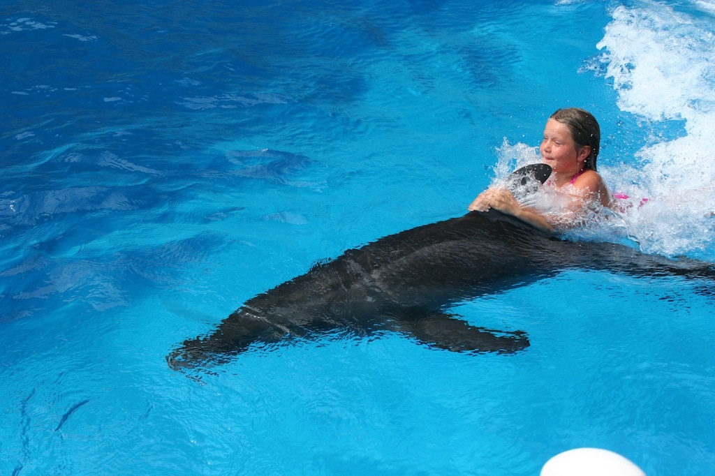 Swim with dolphins panama City beach
