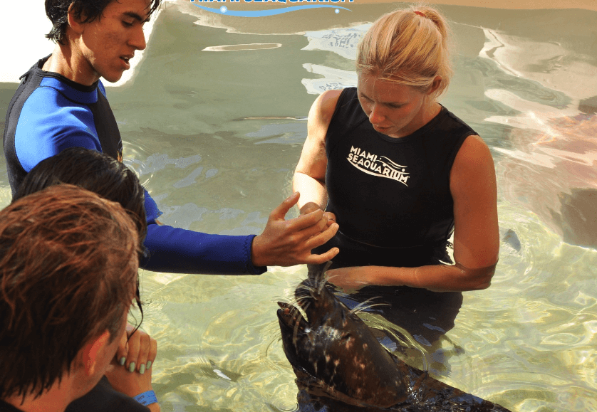 Trainers teaches behaviors with seals Miami