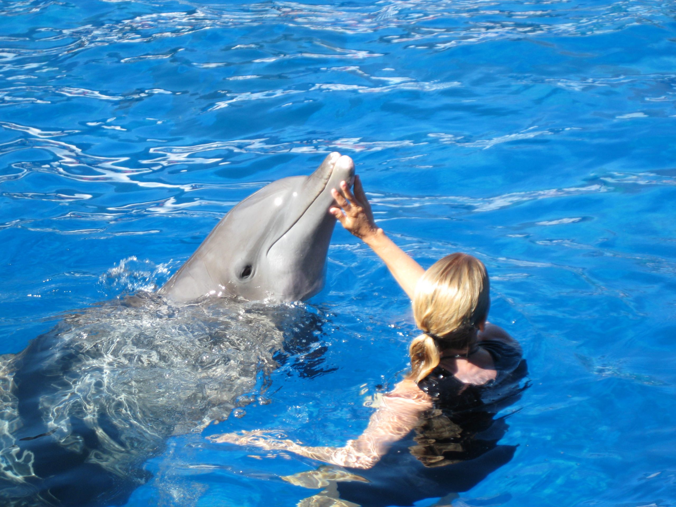 dolphin cruise west palm beach