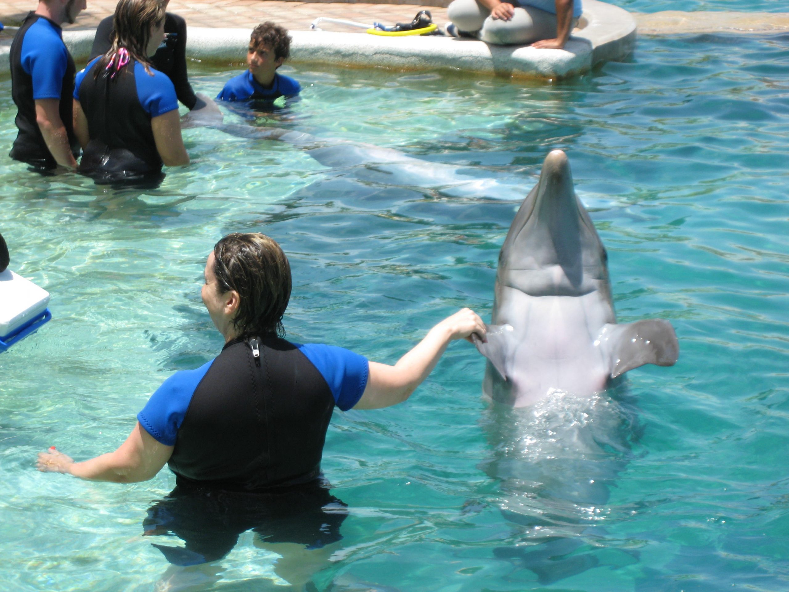 General Information Miami Dolphin Swim (800) 667-5524