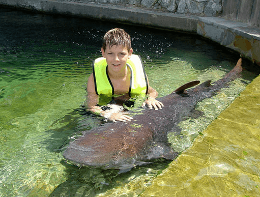 Playing_with_Nurse_Sharks_Ocean_World