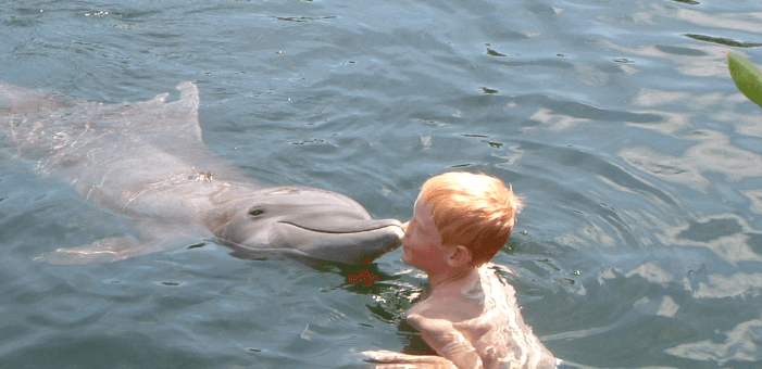 Swimming_with_Dolphins_Florida_Keys_1_Day_Program