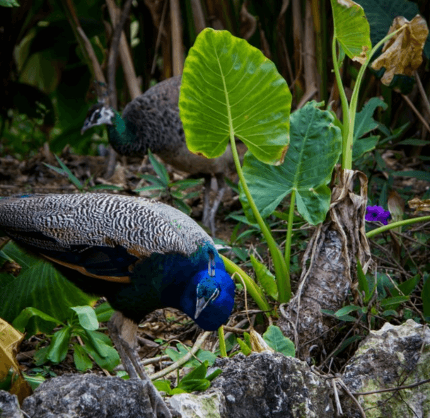 Birds in Negril Jamaica