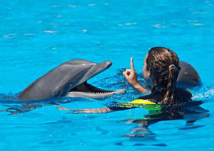 dolphin-and-trainer-panama-city-beach