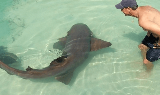 Upclose with Sharks Jamaica