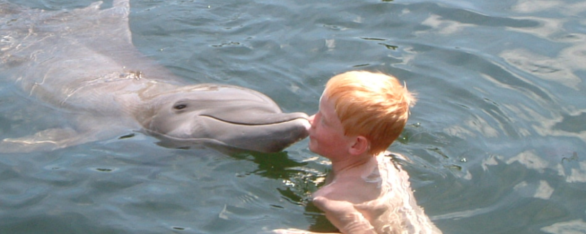 dolphin_kiss_florida_keys