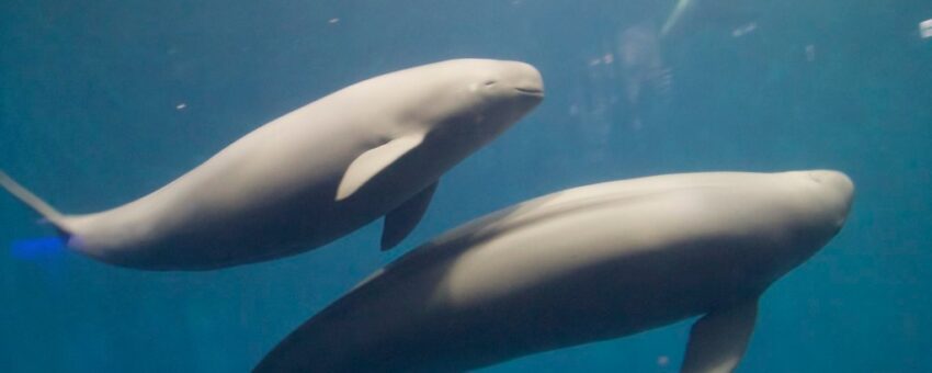 porpoises