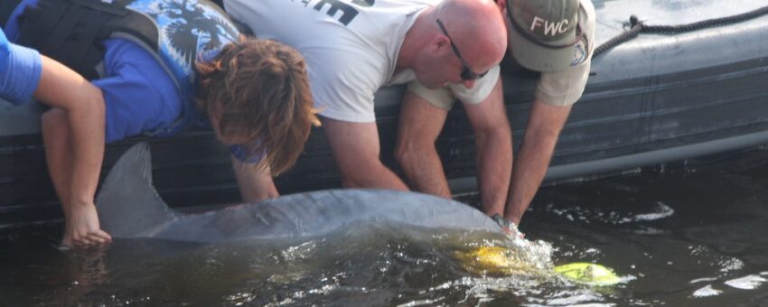 wild dolphin rescue