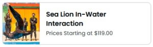 Sea Lion Interaction