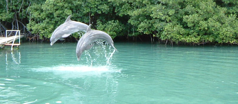 dolphin_jumping_tortola_bvi