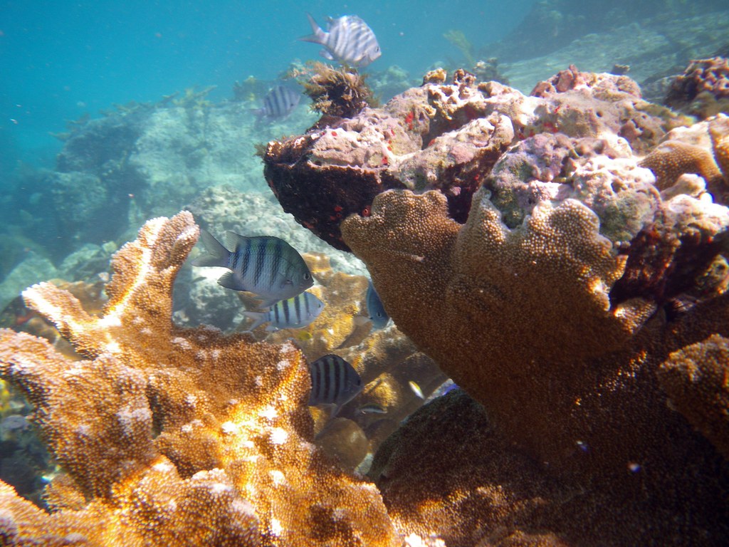 snorkeling Trunk bay