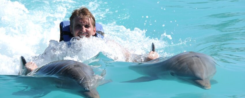 dolphin royal swim grand cayman island