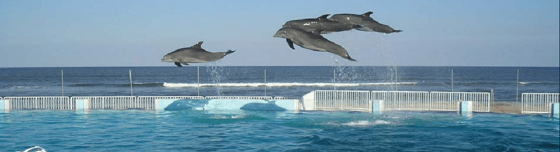 Dolphin_Park_St_Augustine_FL