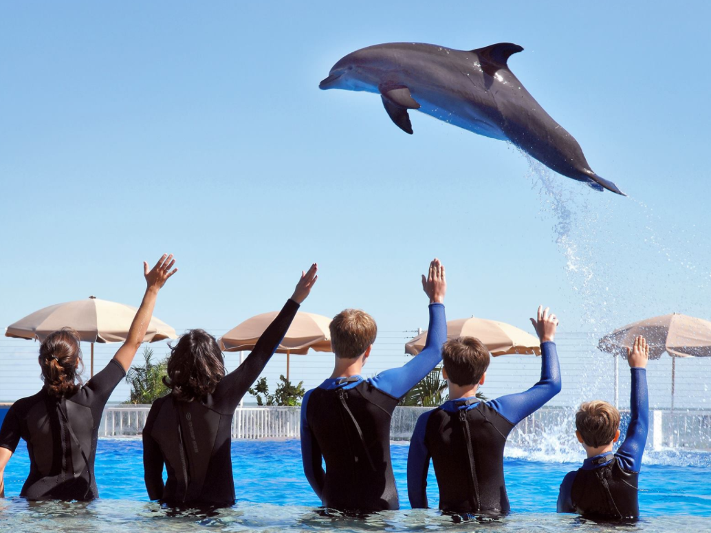 dolphin_swim_finall_large_photo