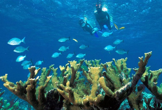 Snorkeling the Reef Near Miami in the Florida Keys Snorkeling the Reef Near Miami in the Florida Keys