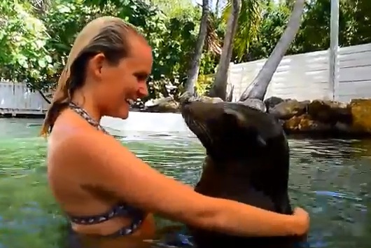 Swimming with the Sea Lions Near Miami Swimming with the Sea Lions Near Miami
