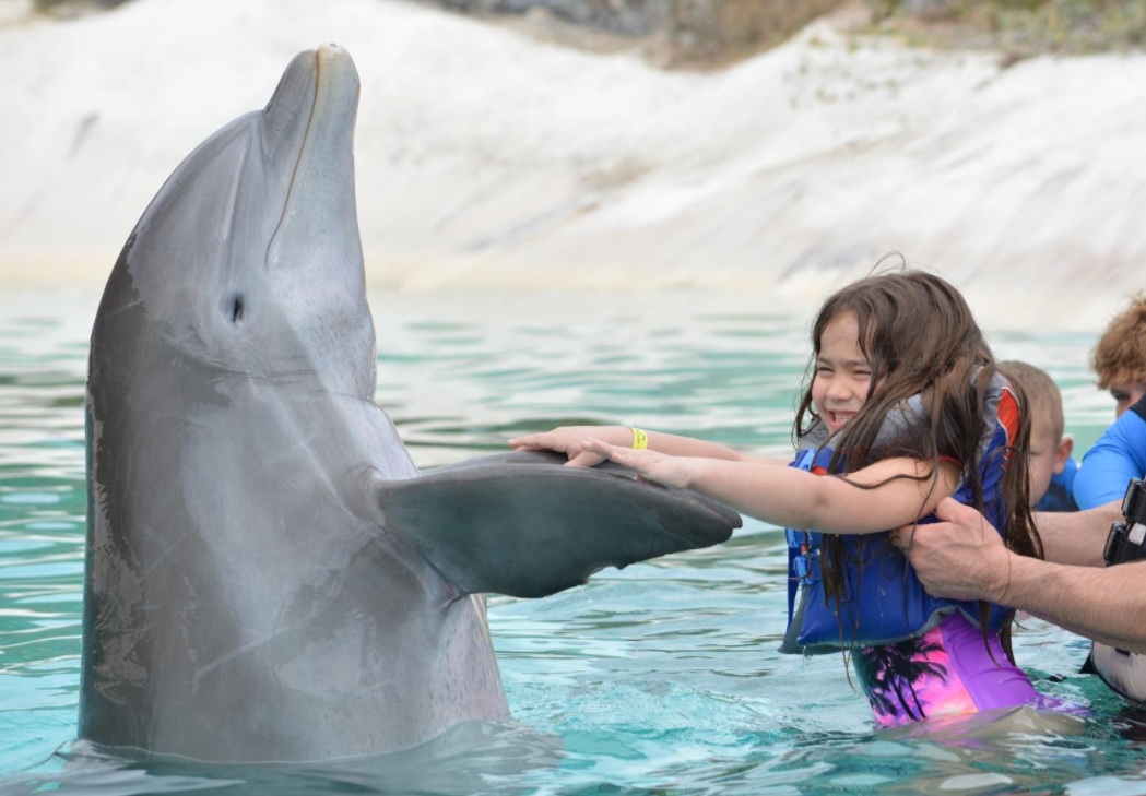 Oahu Swim with Dolphins Peck Hold Oahu Swim with Dolphins Peck Hold
