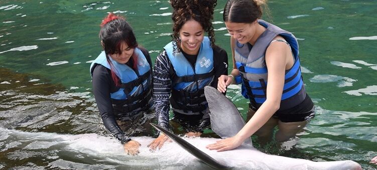 Oahu Swimming with dolphins ladies petting belly
