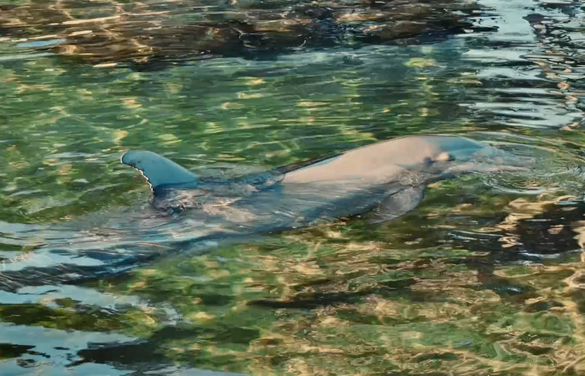 DOT the Dolphin Orlando